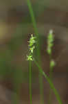 Reflexed sedge